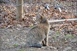 三芳野神社の猫 5