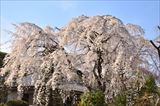 中院の桜