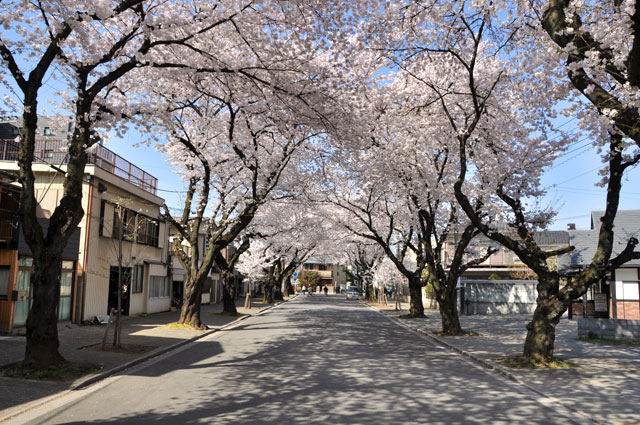 川越女子高校前の桜