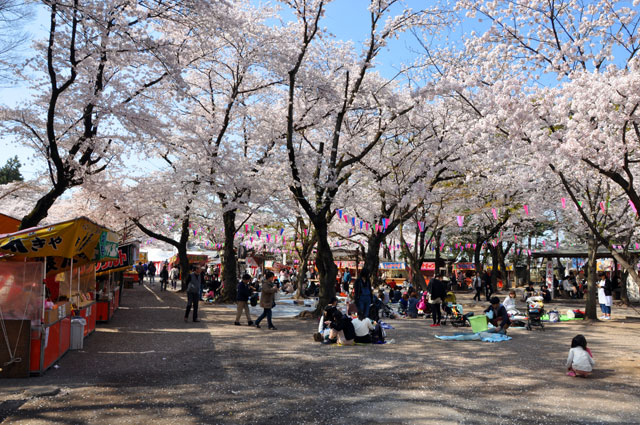 川越の桜 花見 川越観光ネット