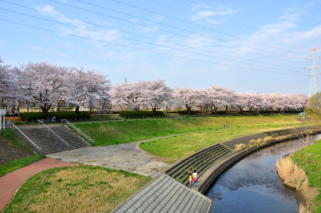 小畔水鳥の郷公園の桜
