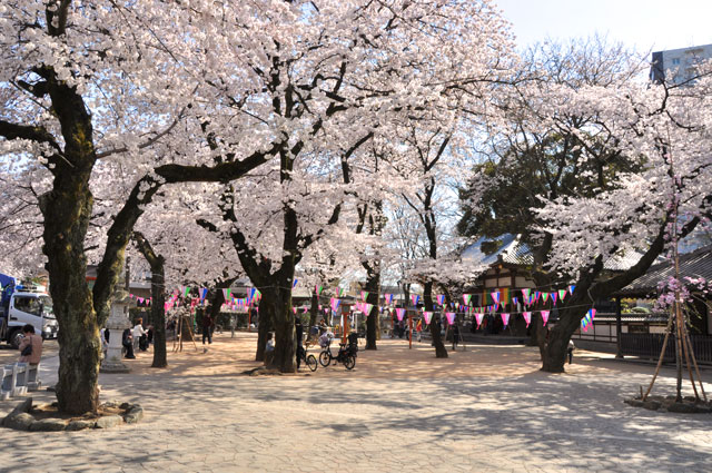 蓮馨寺の桜