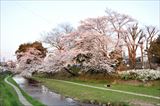 赤間川公園の桜