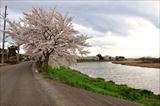 びん沼川の桜