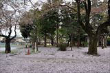 初雁公園の桜