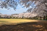 笠幡公園の桜