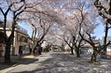 川越女子高校前の桜