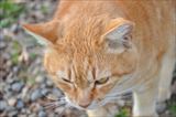 三芳野神社の猫 1