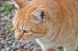 三芳野神社の猫 2