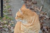 三芳野神社の猫 3