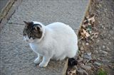三芳野神社の猫 6