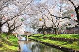 新河岸川 氷川橋付近の桜