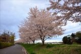 新河岸川 蓮光寺付近の桜