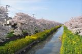 新河岸川 精進場橋付近の桜