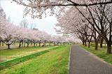 川越水上公園の桜