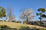 川越運動公園の桜