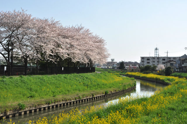 新河岸川 仙波河岸付近の桜