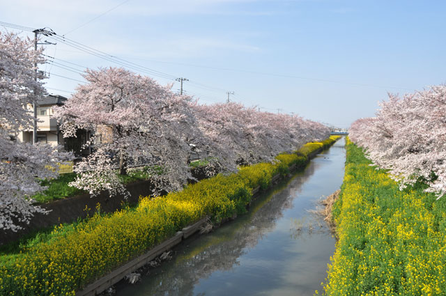 新河岸川 精進場橋付近の桜