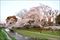 赤間川公園の桜