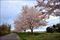 新河岸川 蓮光寺付近の桜