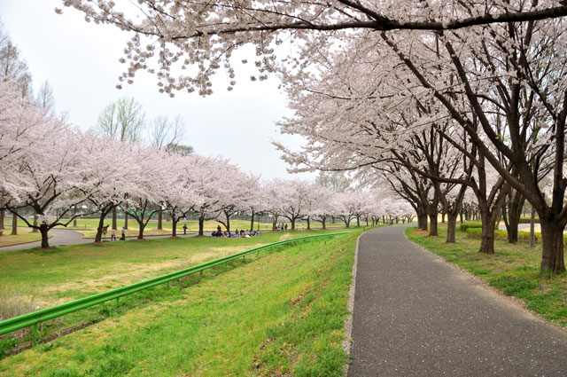 川越水上公園の桜 桜 花見 川越観光ネット