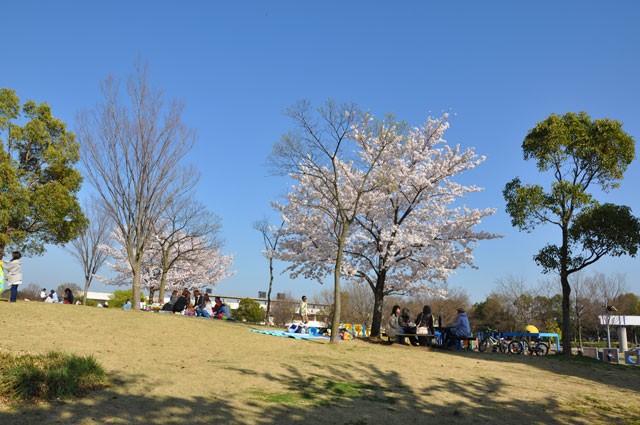 川越運動公園の桜