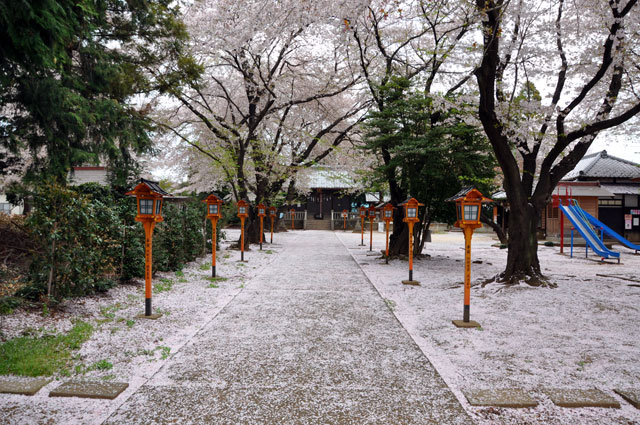 上戸日枝神社の桜
